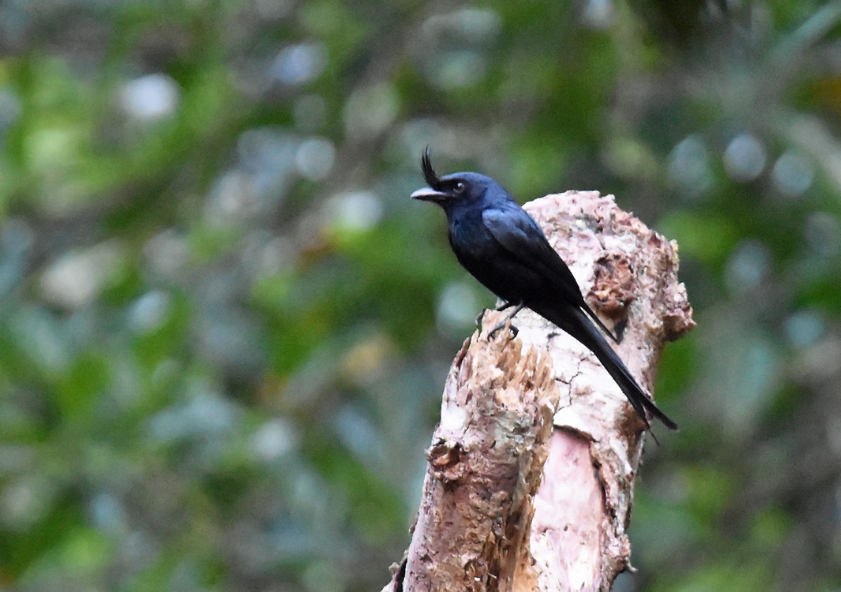 Crested Drongo - ML612976111