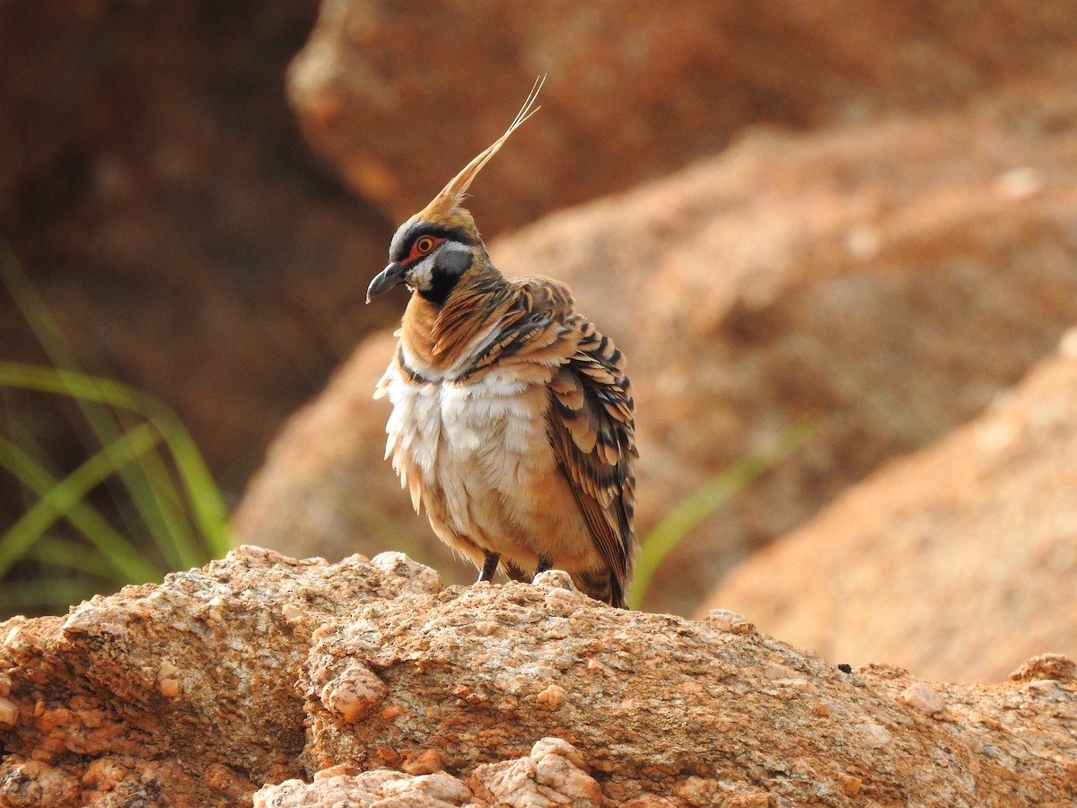 Spinifex Pigeon - ML612976133