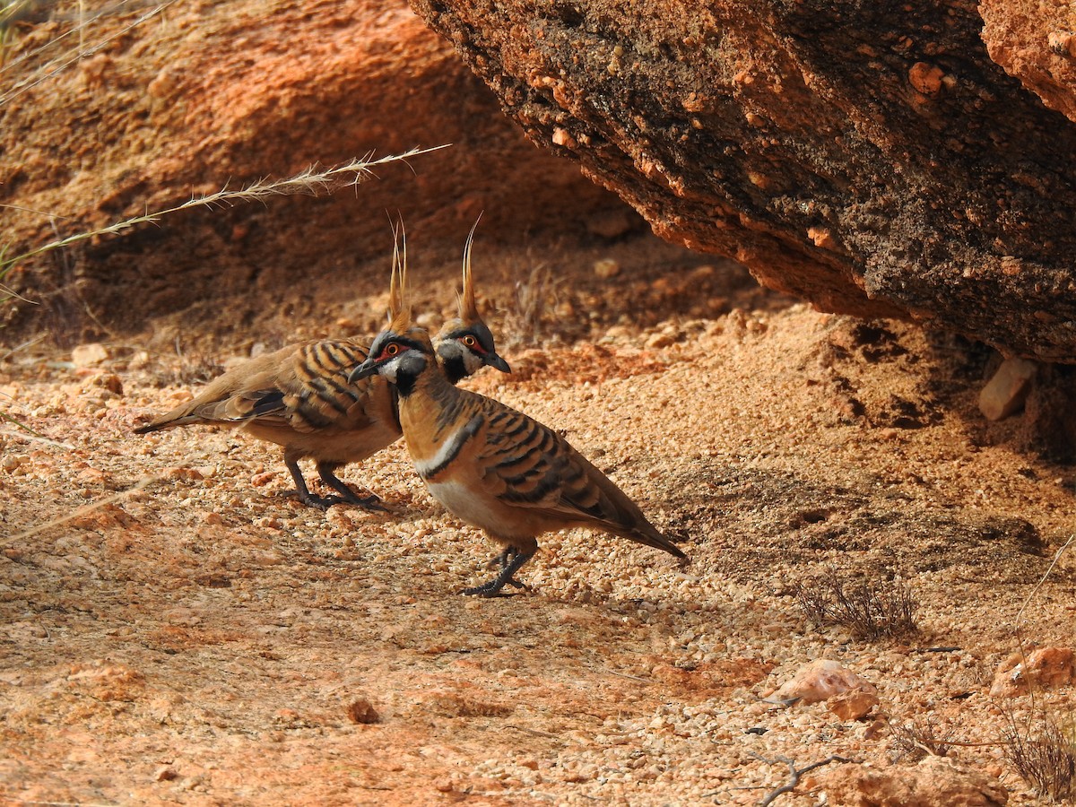 Spinifex Pigeon - ML612976135