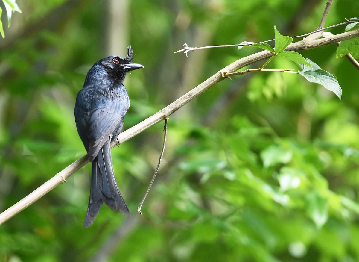 Crested Drongo - ML612976400