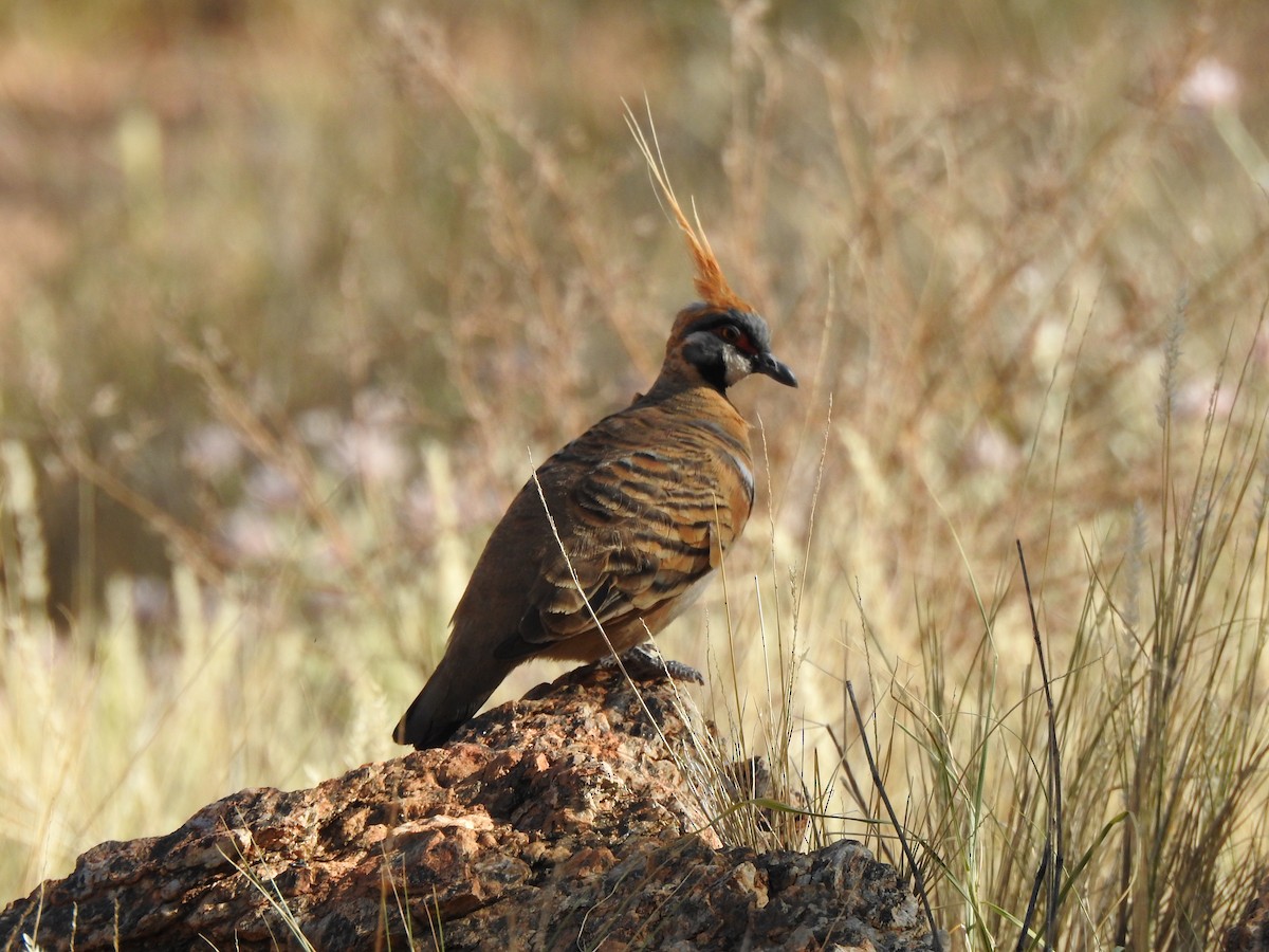 Spinifex Pigeon - ML612976401