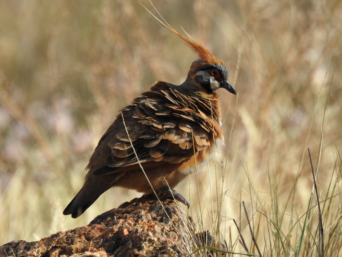 Spinifex Pigeon - ML612976403