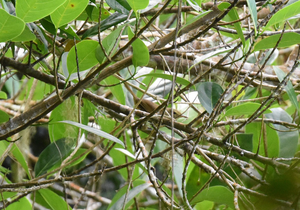 Malagasy Brush-Warbler - ML612976469