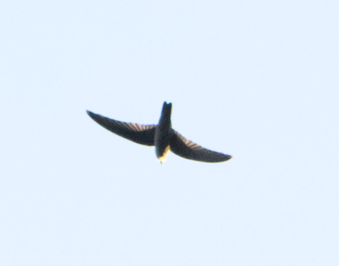 Indian Swiftlet - ML612976739