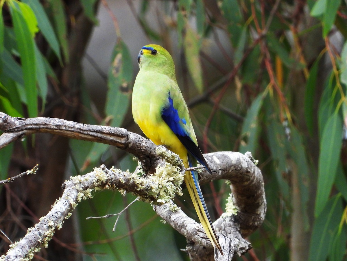 Blue-winged Parrot - ML612976807