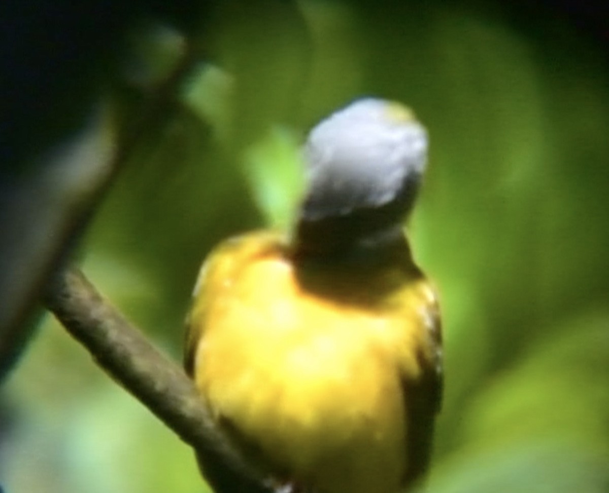 Gray-headed Tanager (Gray-crested) - ML612976967
