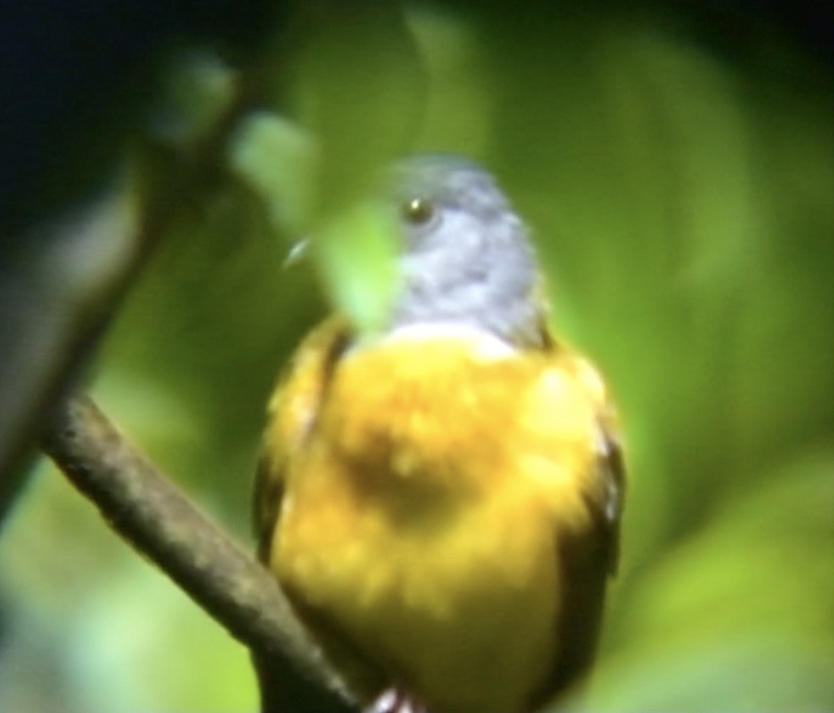 Gray-headed Tanager (Gray-crested) - ML612976968