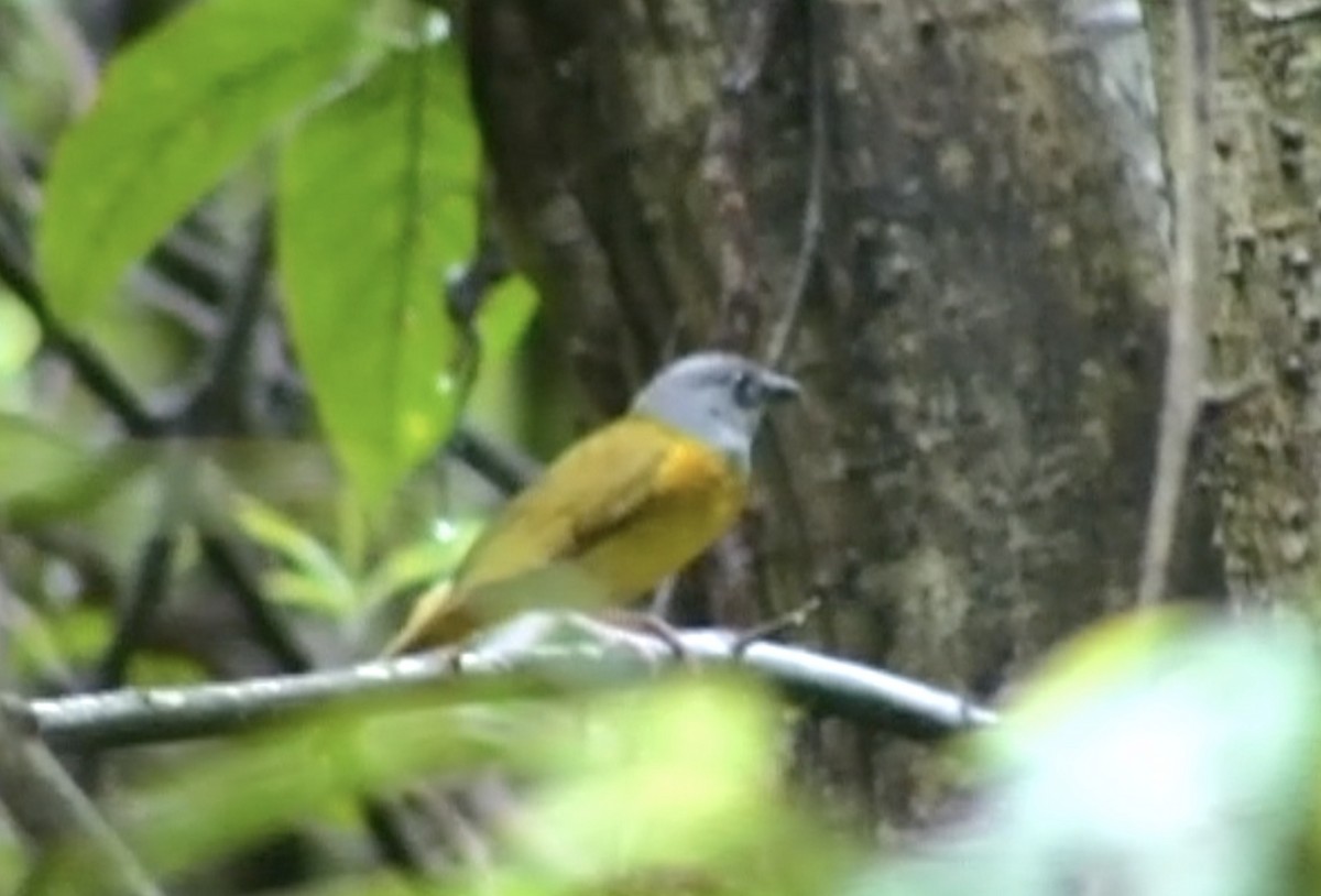 Gray-headed Tanager (Gray-crested) - ML612976970