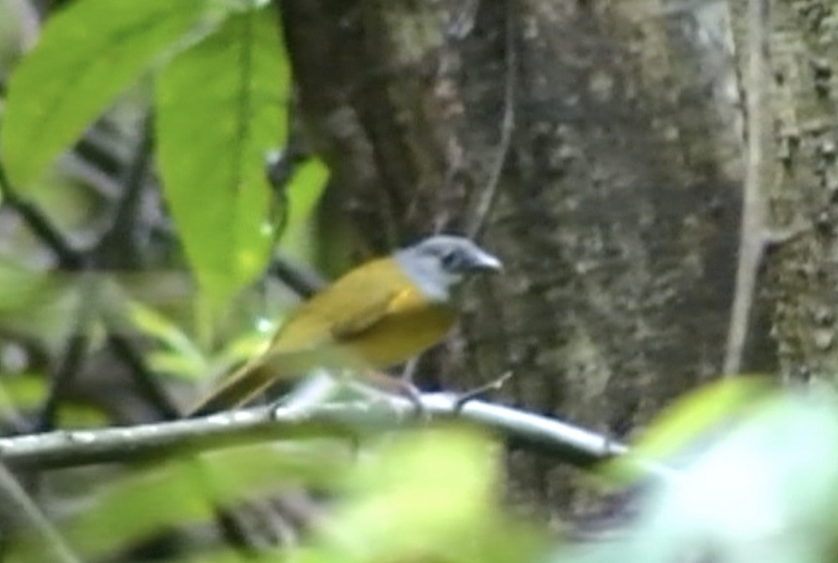 Gray-headed Tanager (Gray-crested) - ML612976971