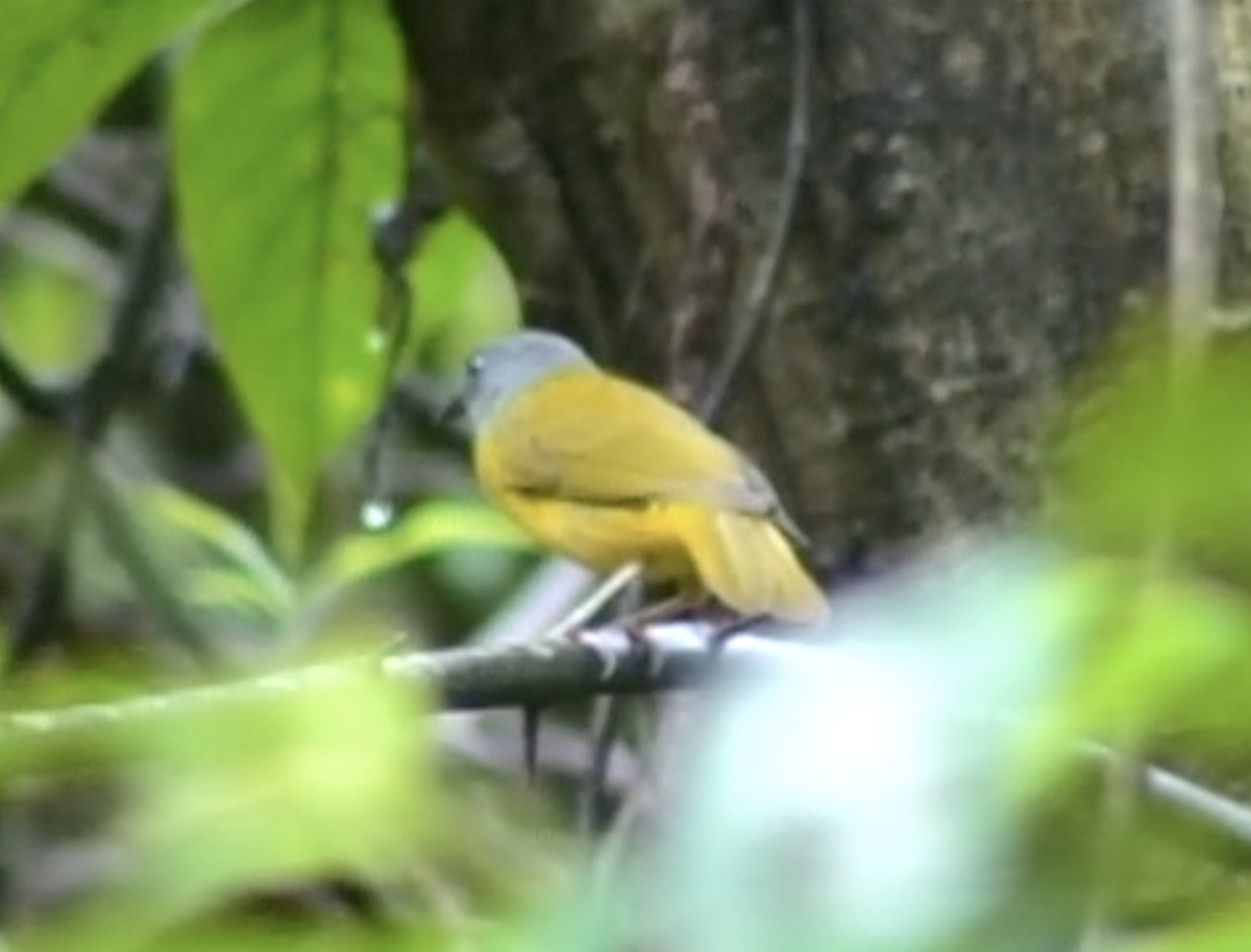 Gray-headed Tanager (Gray-crested) - ML612976976