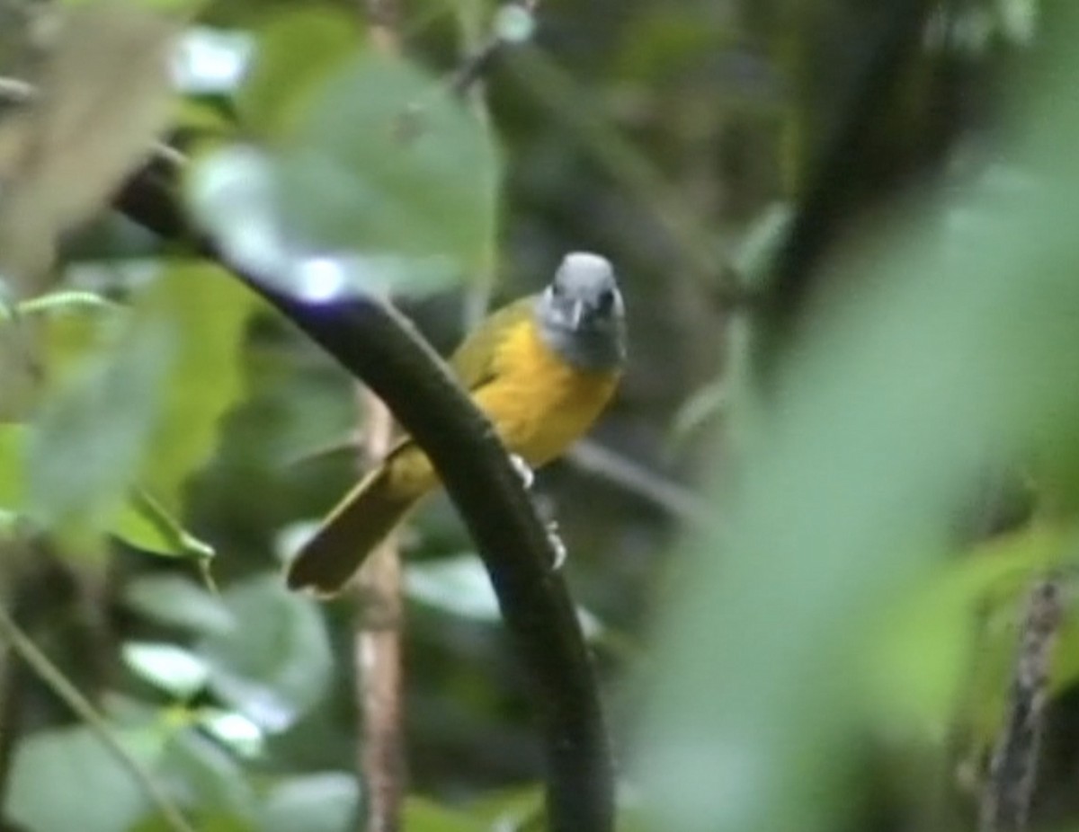 Gray-headed Tanager (Gray-crested) - ML612976977