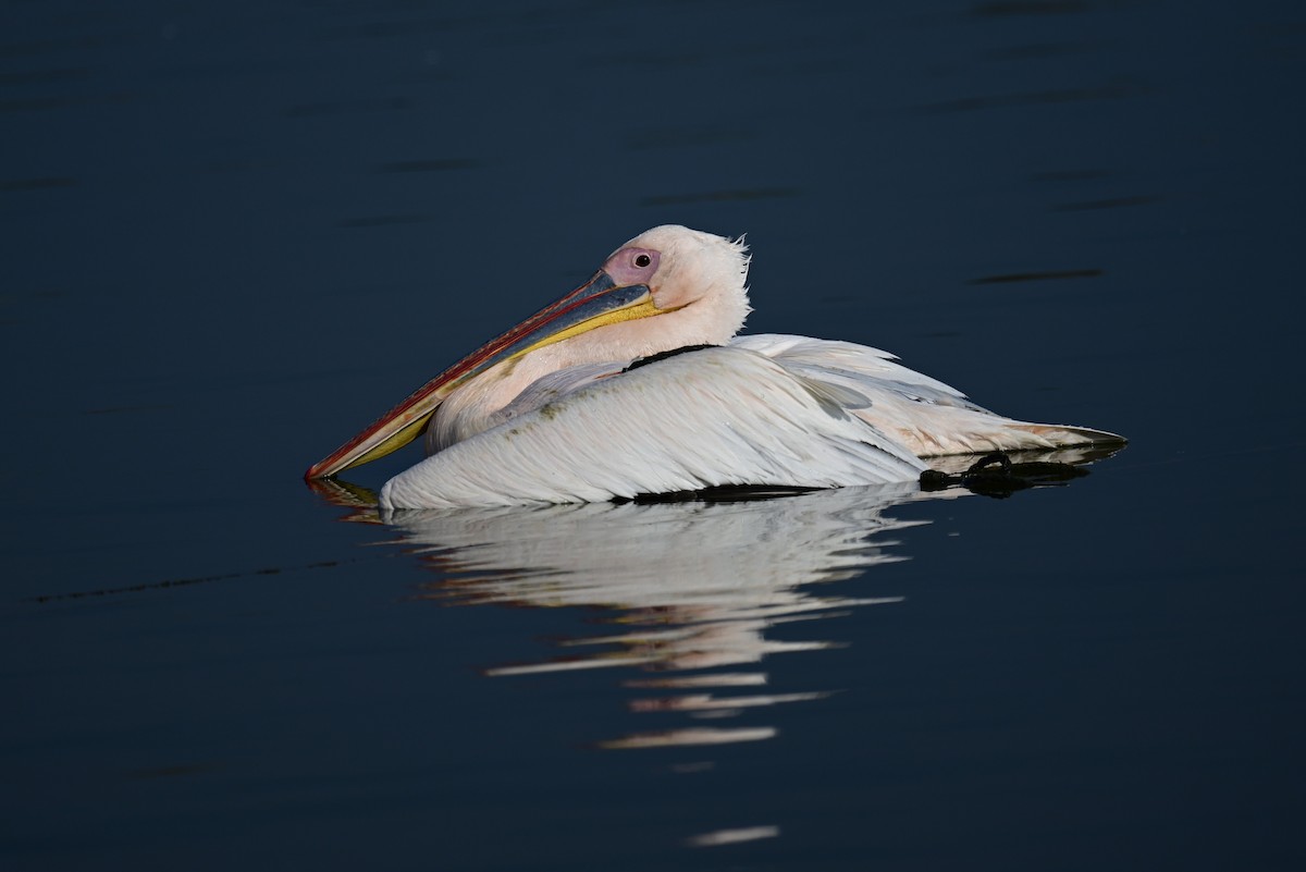 pelikán bílý - ML612976998