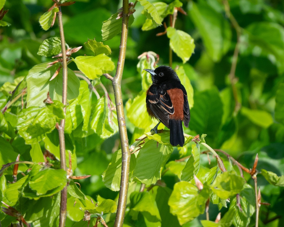 Orchard Oriole - Shayna Marchese
