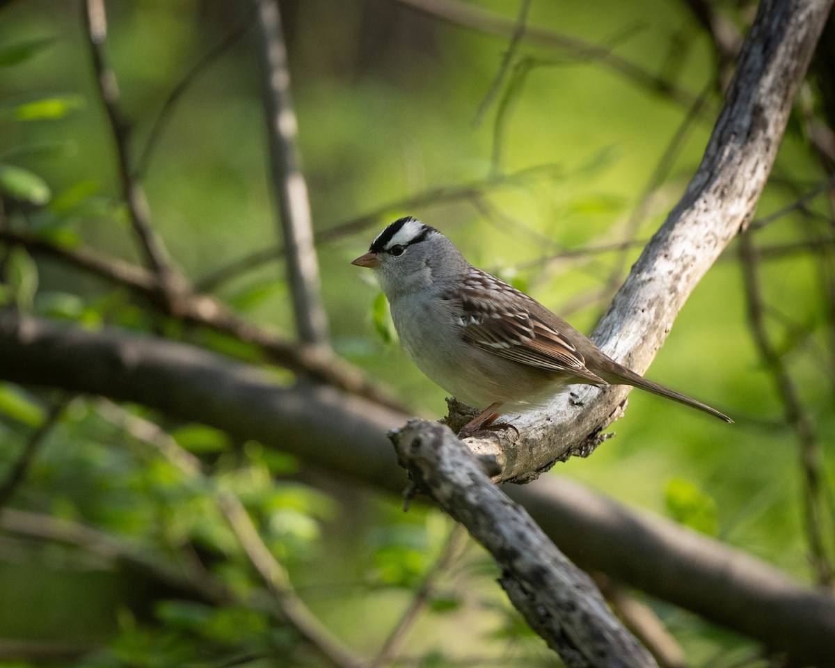 White-crowned Sparrow - ML612977382