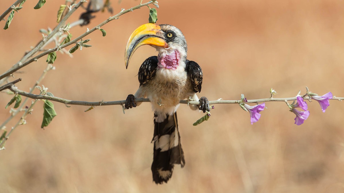 Eastern Yellow-billed Hornbill - David Newell