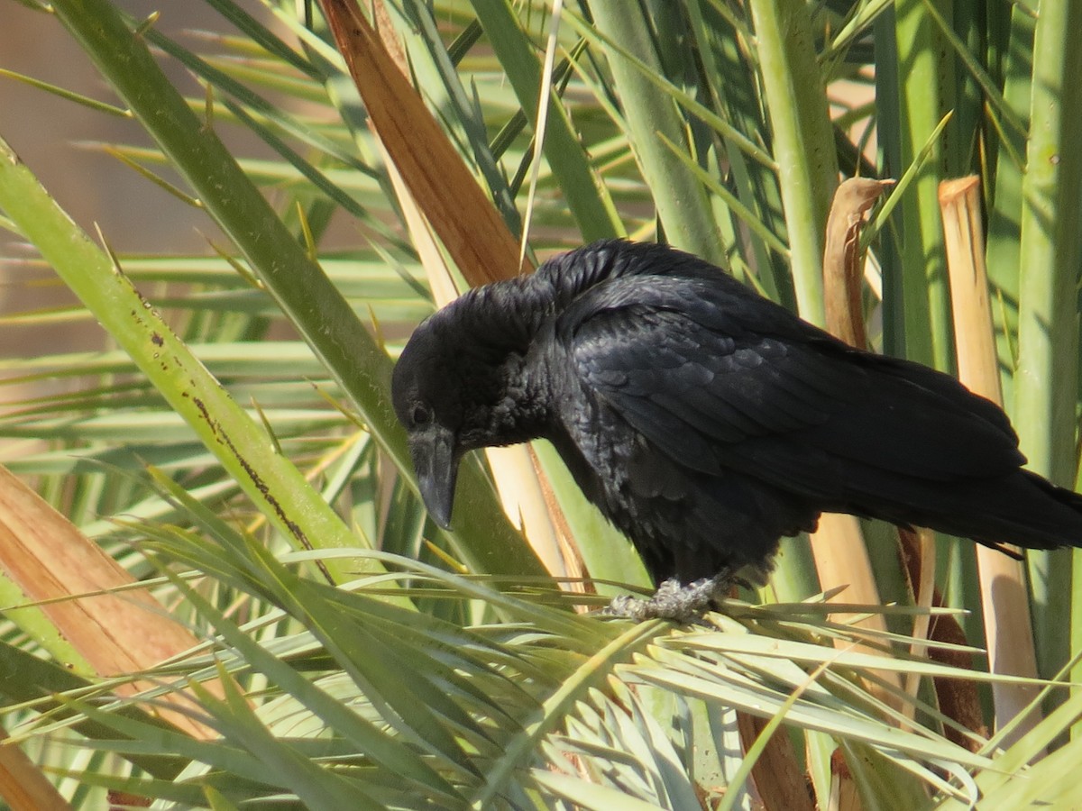 Fan-tailed Raven - ML612977555