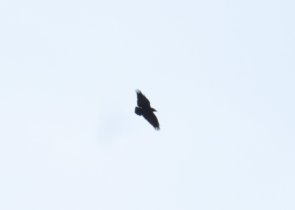 Fan-tailed Raven - ML612977578