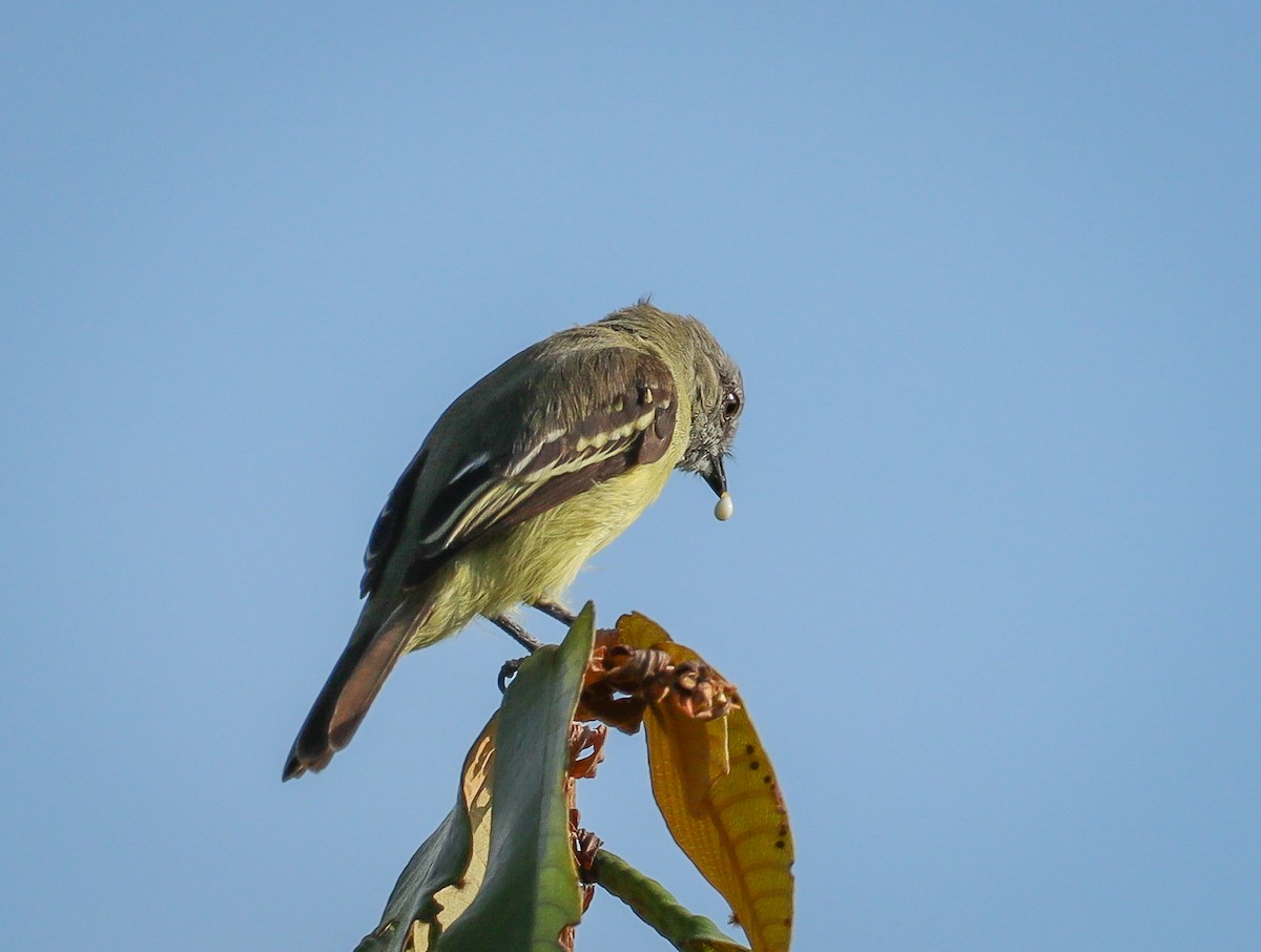 Yellow-crowned Tyrannulet - ML612977641