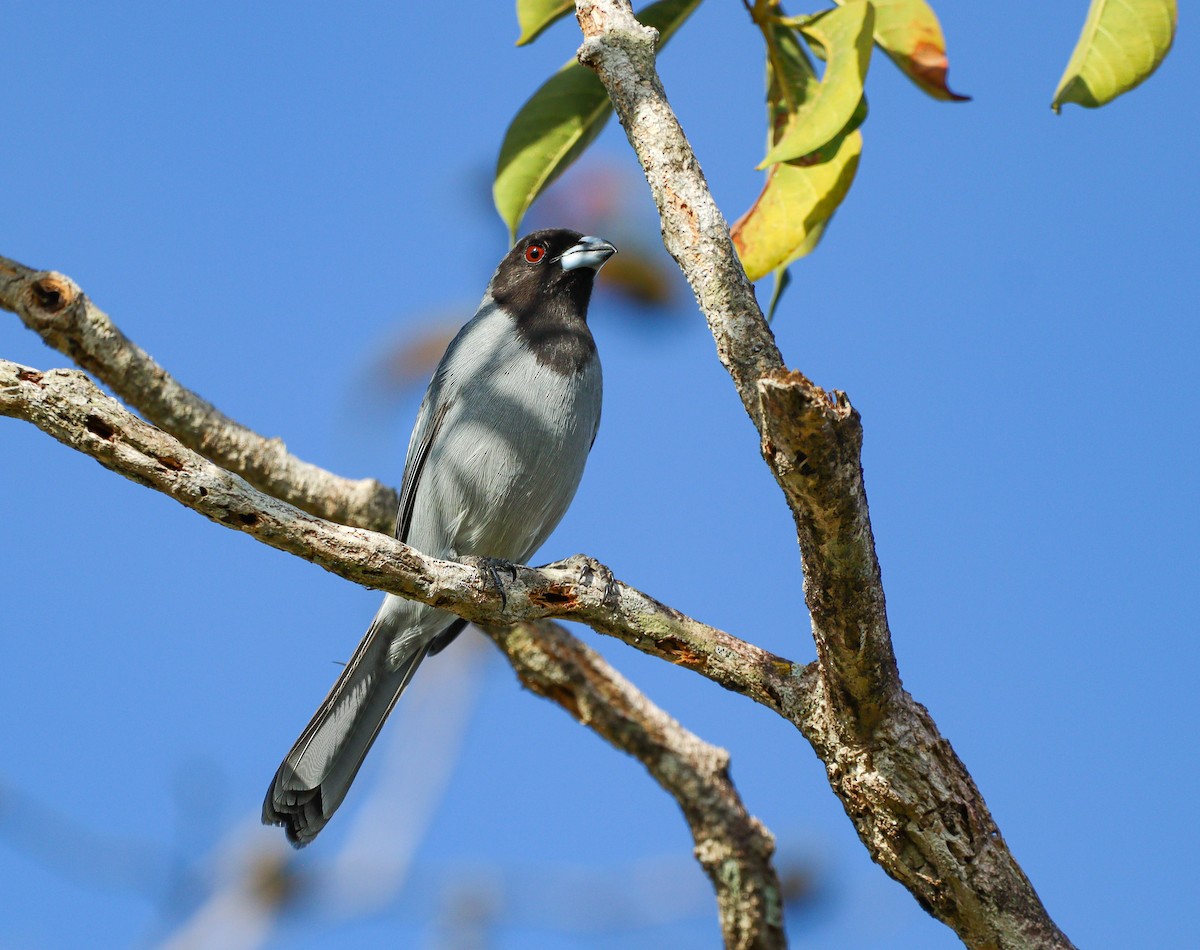 Black-faced Tanager - ML612977652