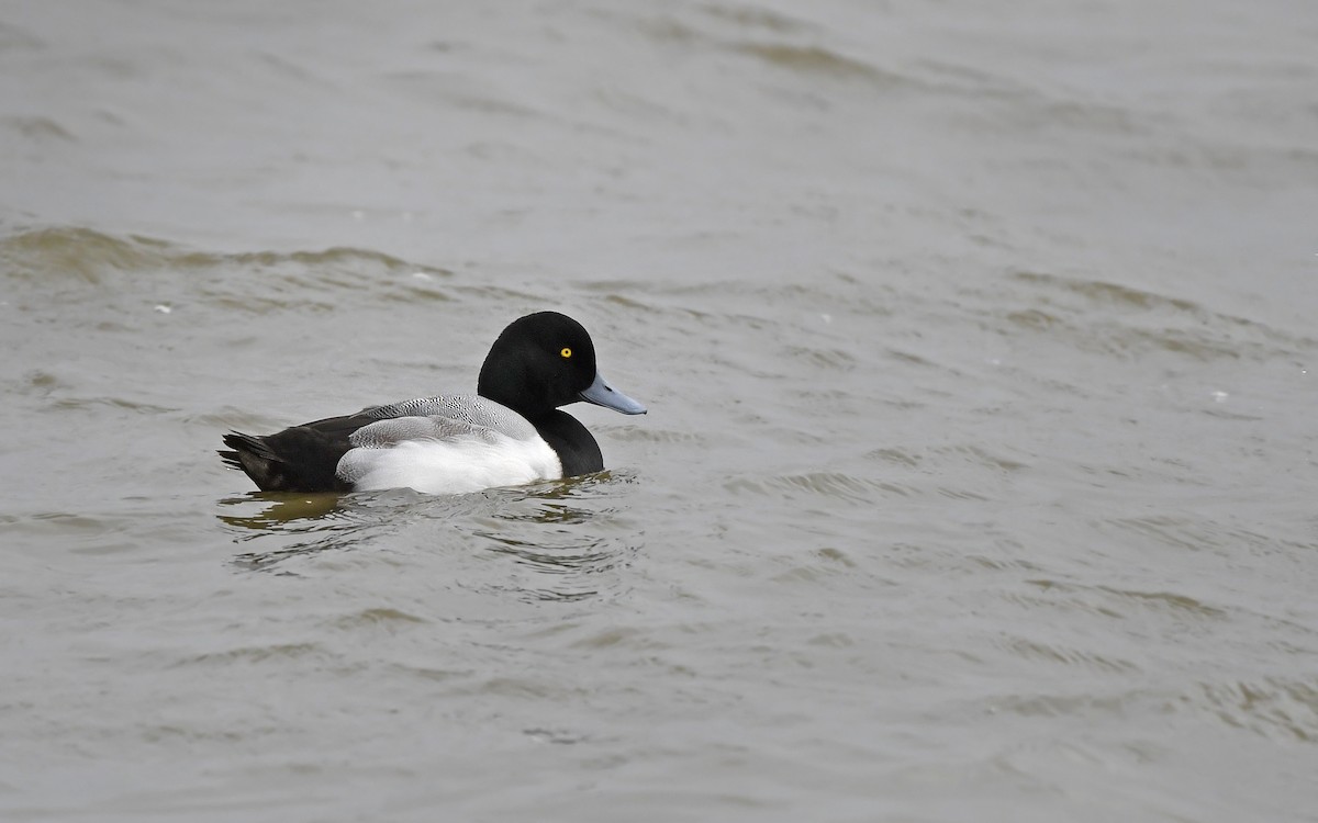 Greater Scaup - ML612977755