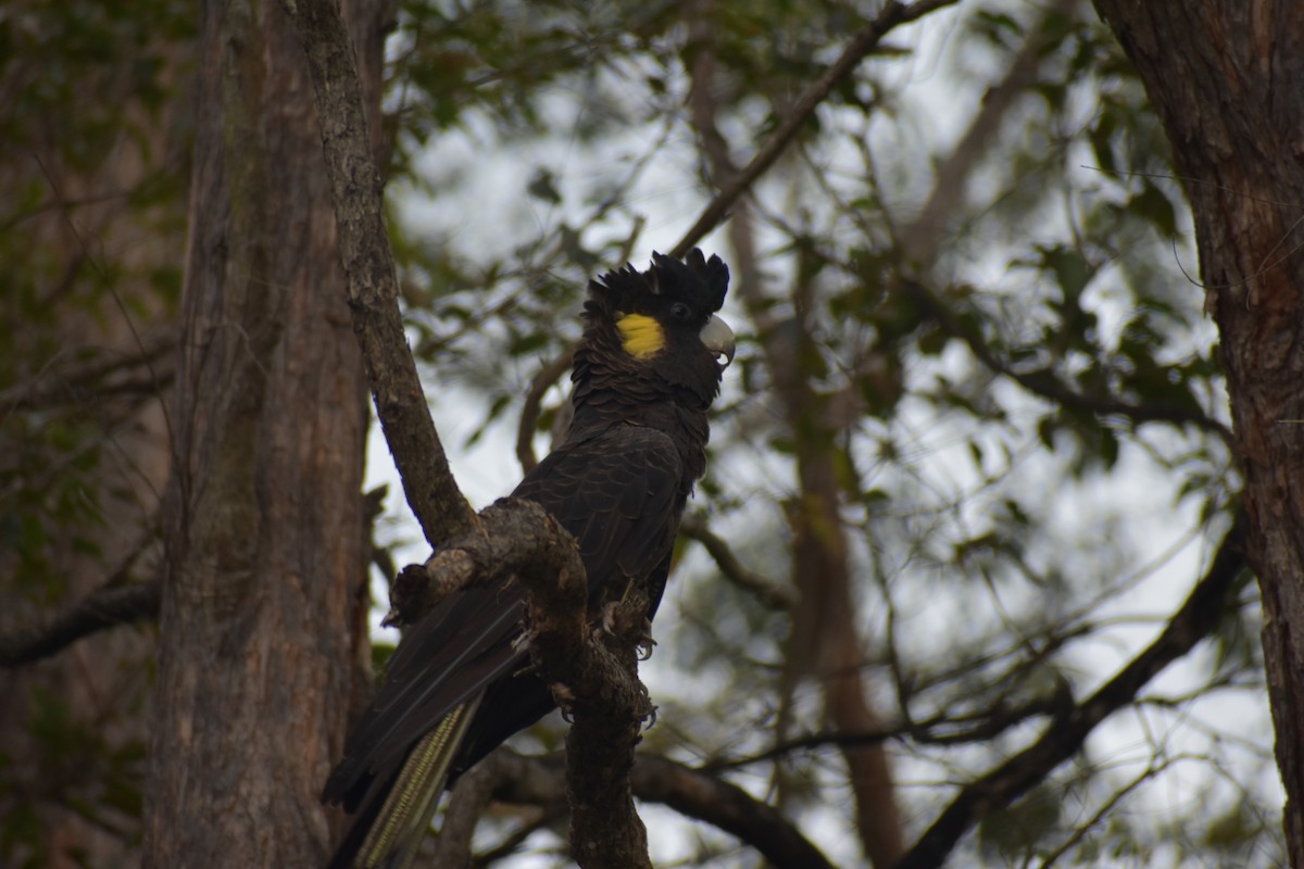 Yellow-tailed Black-Cockatoo - ML612977838
