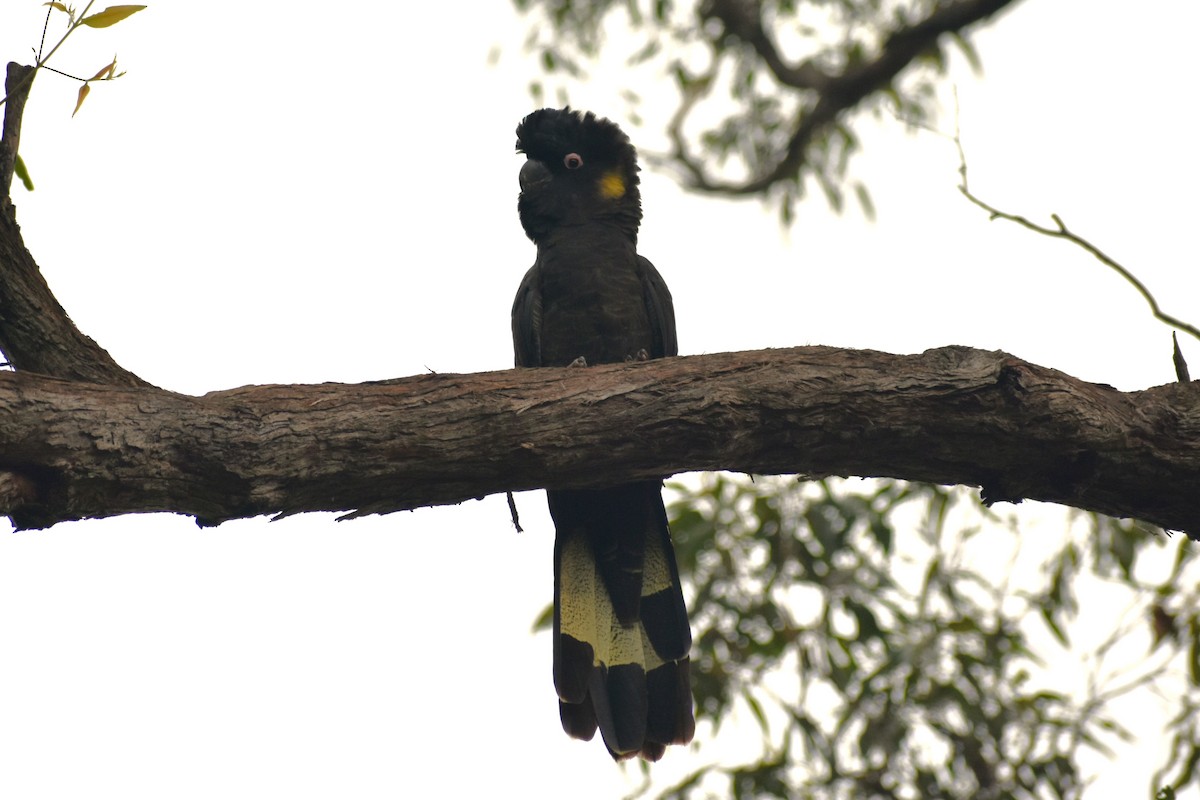Yellow-tailed Black-Cockatoo - ML612977911
