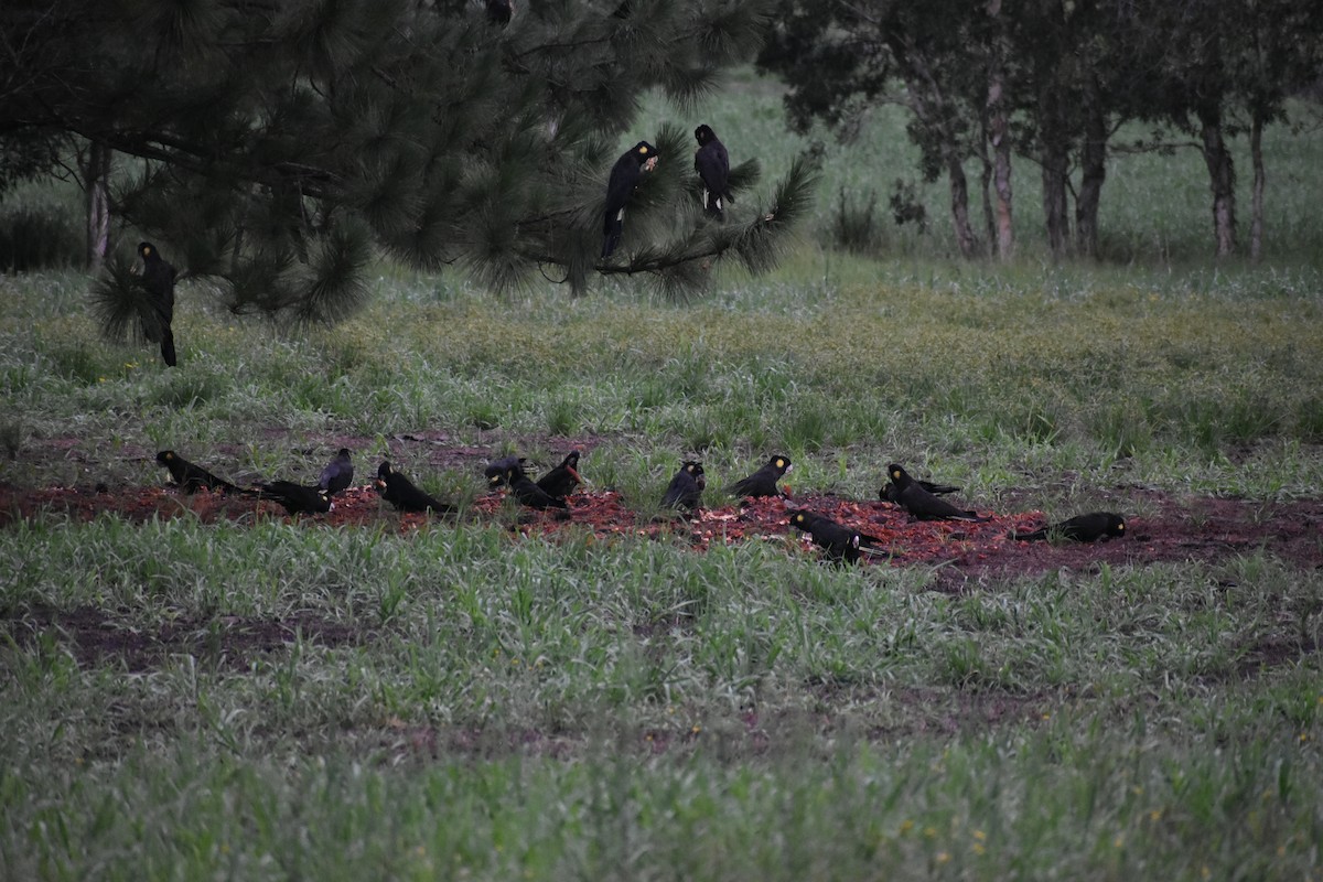 Yellow-tailed Black-Cockatoo - ML612977935