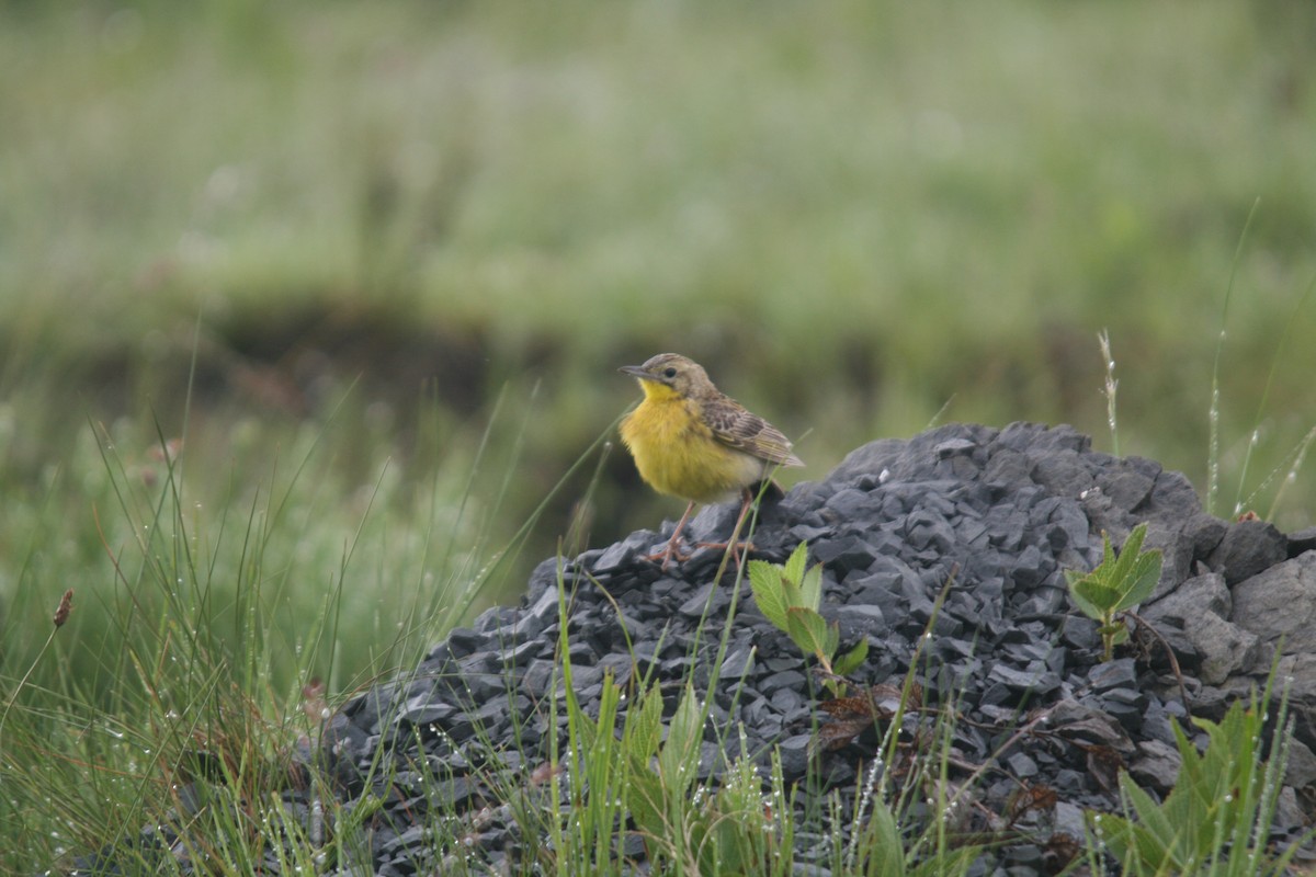 Yellow-breasted Pipit - Matthew Orolowitz