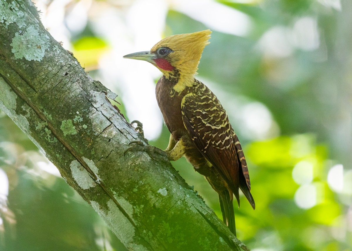 Pale-crested Woodpecker - ML612978438