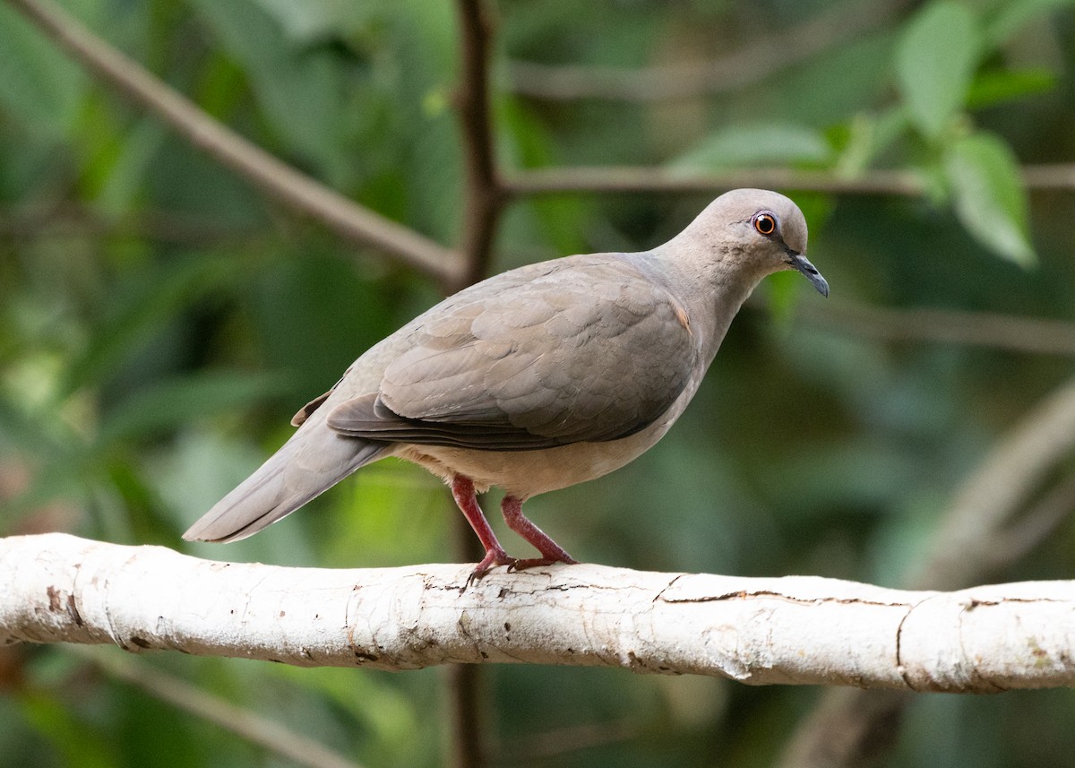 White-tipped Dove (brasiliensis Group) - Silvia Faustino Linhares