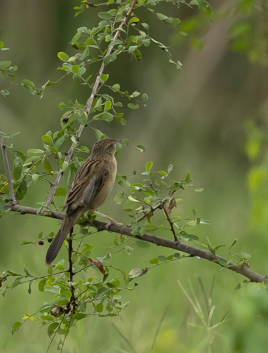 Bristled Grassbird - Rajinikanth Kasthuri