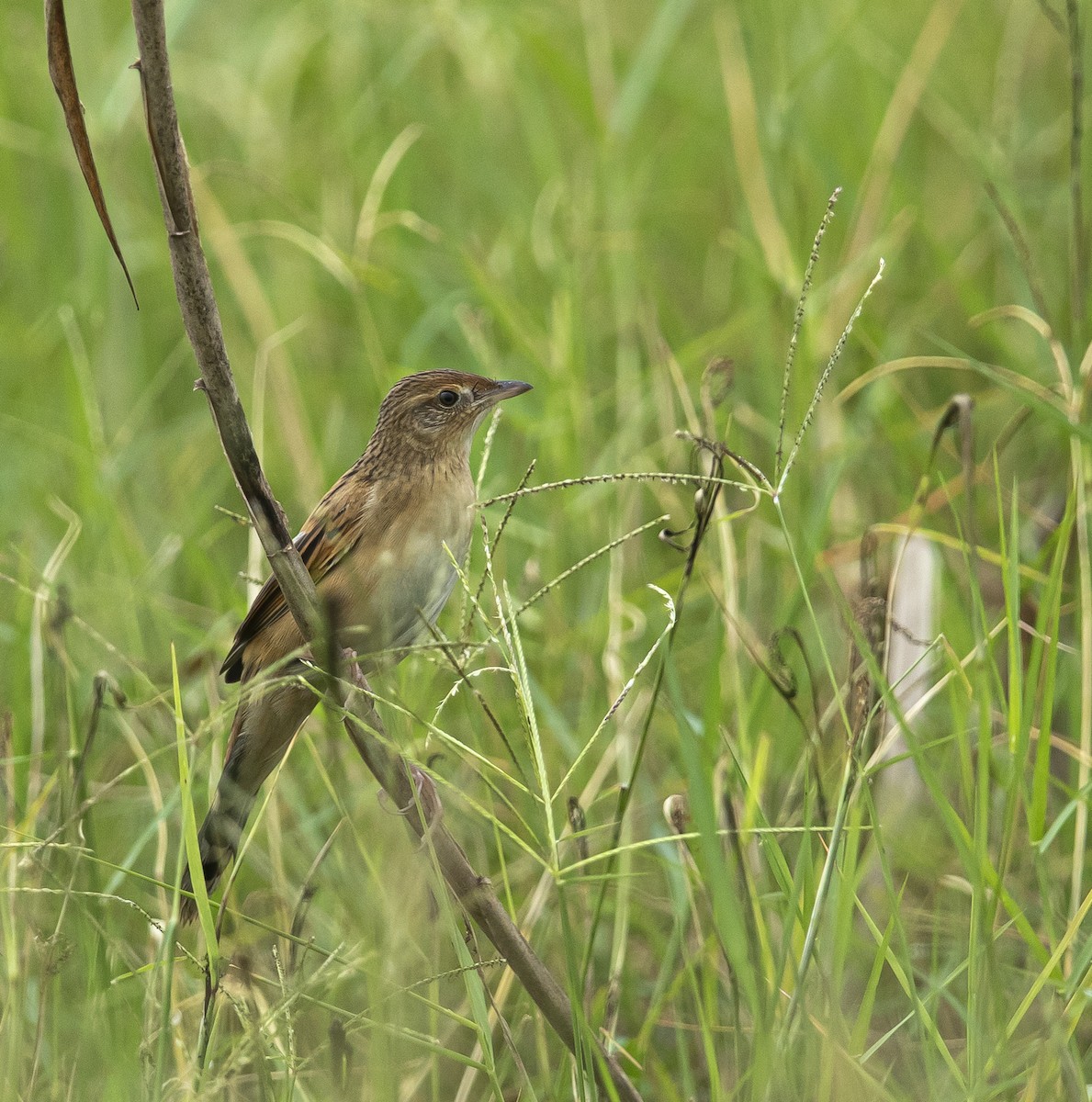 Bristled Grassbird - Rajinikanth Kasthuri