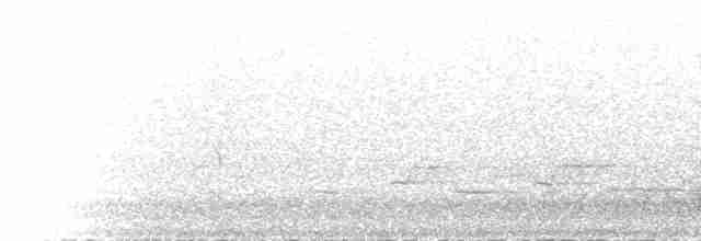 Тасманийская дриада - ML612978705
