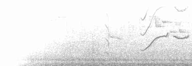 Тасманийская дриада - ML612978710