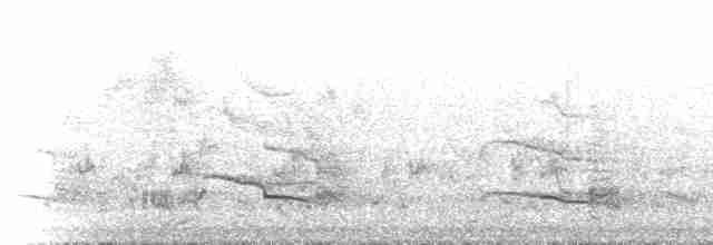 Желтохвостый траурный какаду - ML612978735