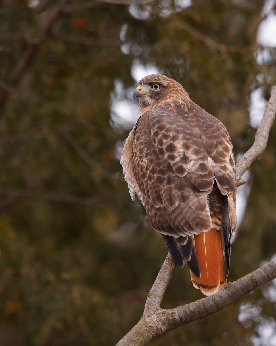 Red-tailed Hawk - ML612979021