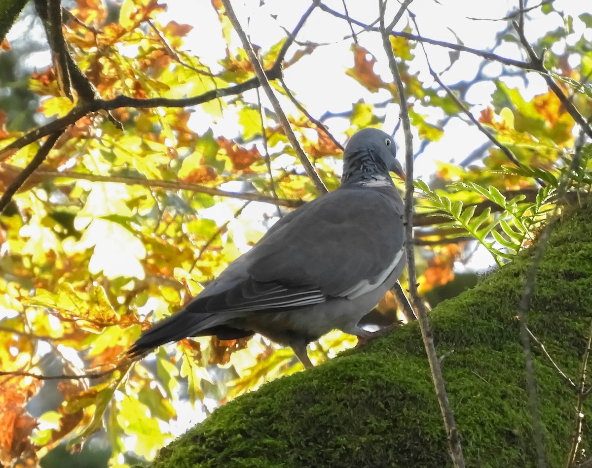 Common Wood-Pigeon - ML612979088
