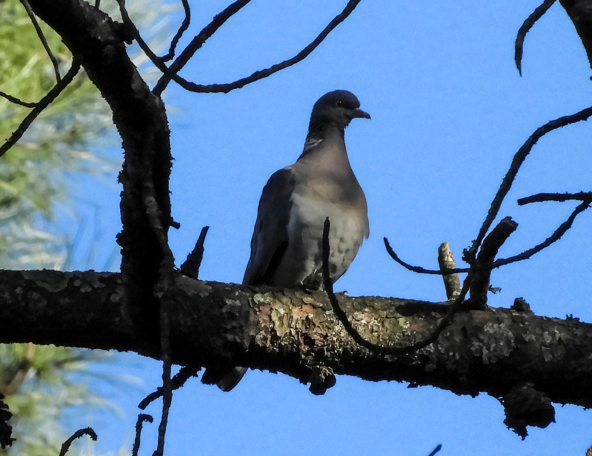 Common Wood-Pigeon - ML612979163