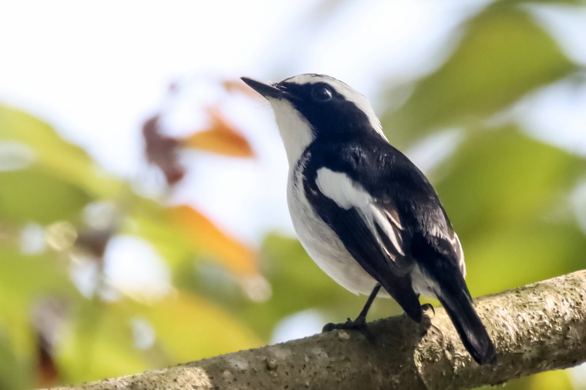 Little Pied Flycatcher - Syed Abbas
