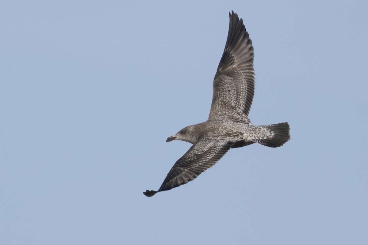 eBird Checklist 29 Dec 2023 Dickinson County Landfill 8 species
