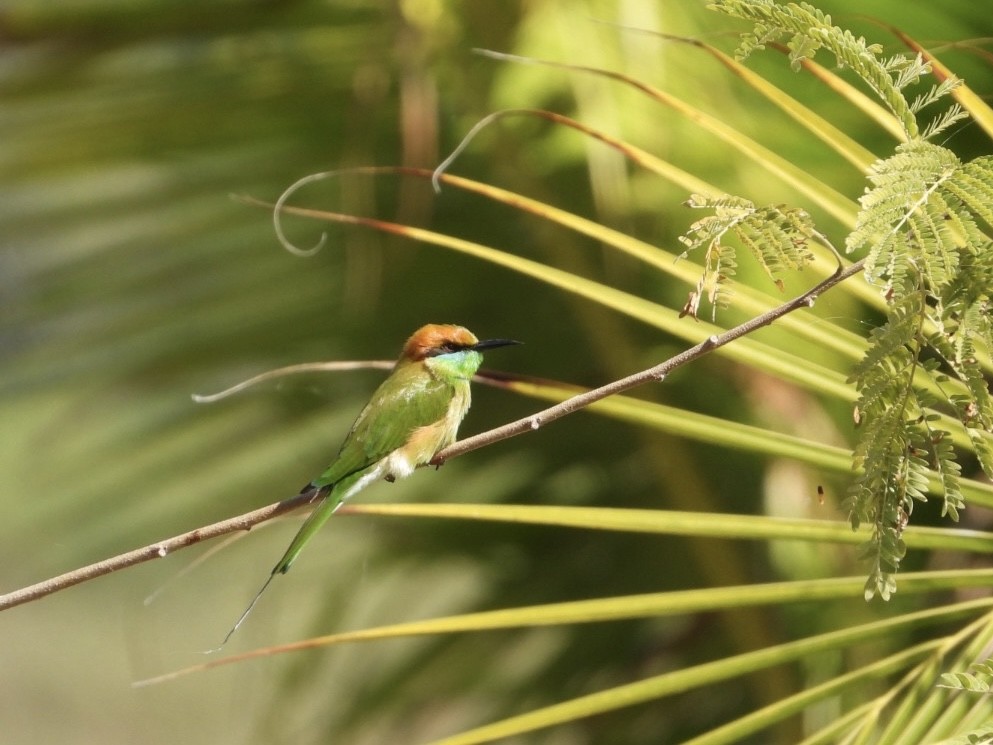 Asian Green Bee-eater - ML612979423