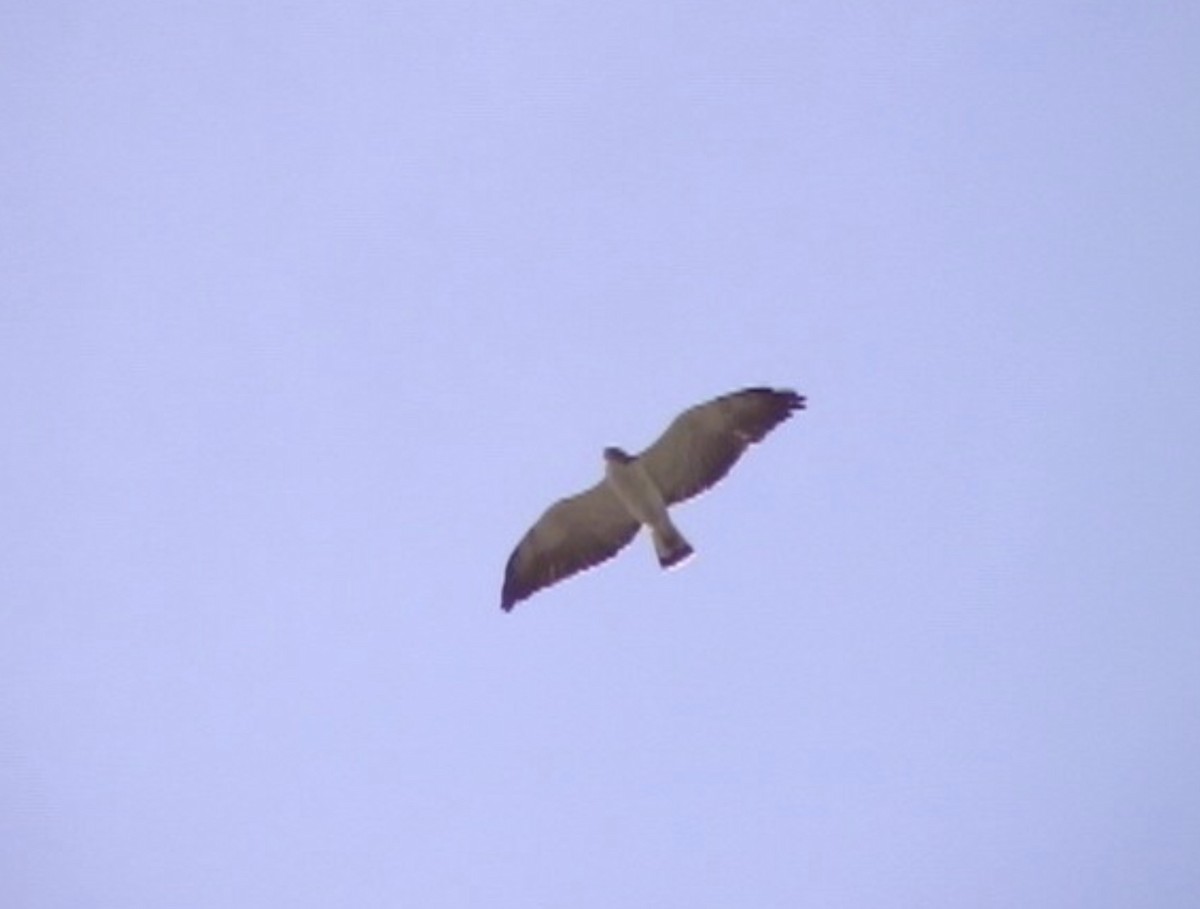 White-tailed Hawk - ML612979472