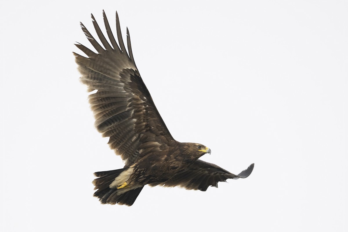 Greater Spotted Eagle - ML612979511