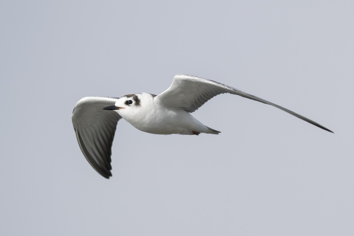 White-winged Tern - ML612979516