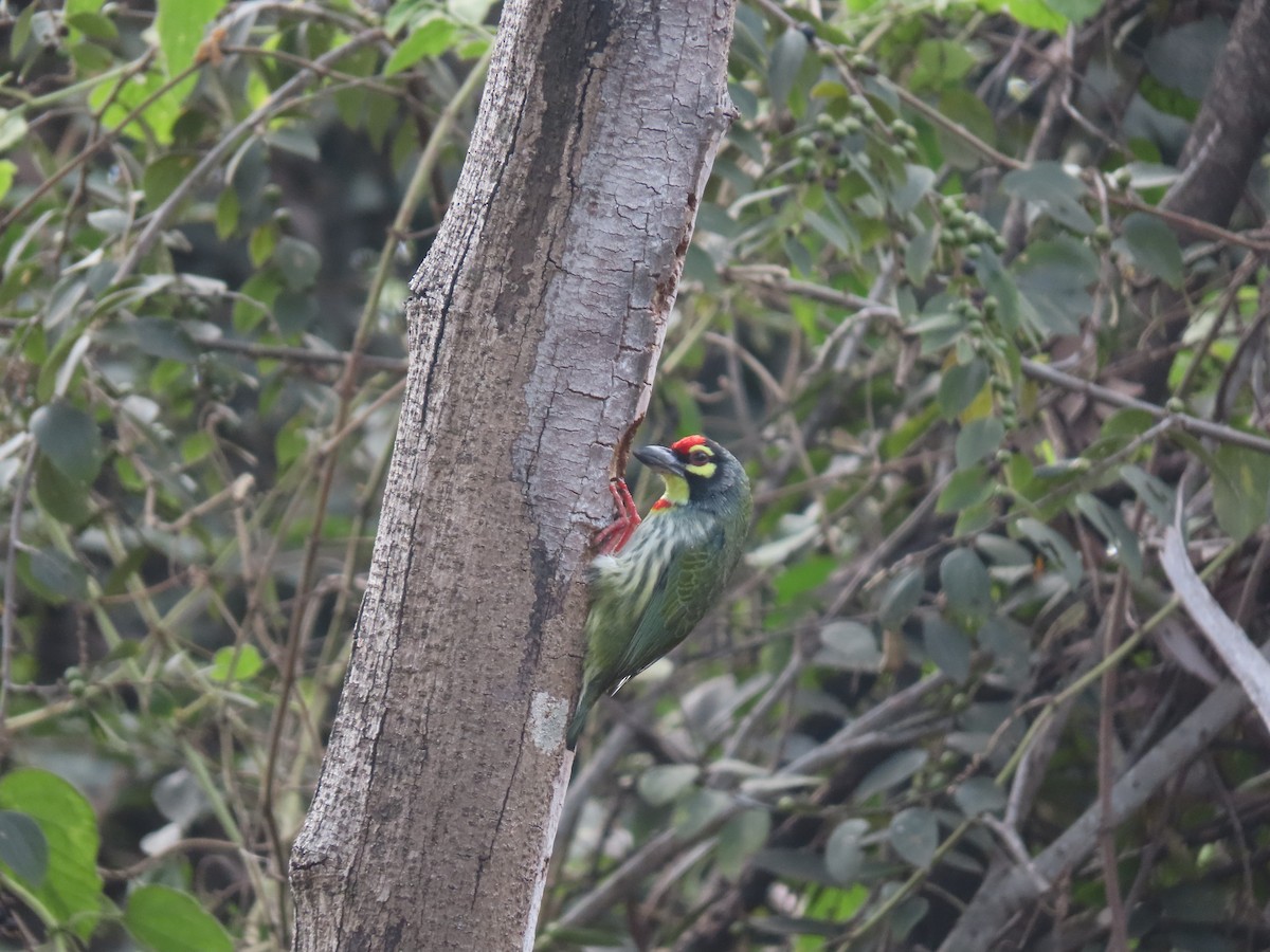 Coppersmith Barbet - Mittal Gala