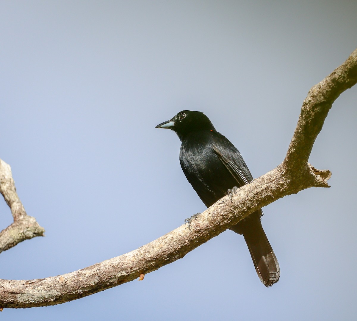 Red-shouldered Tanager - ML612979707