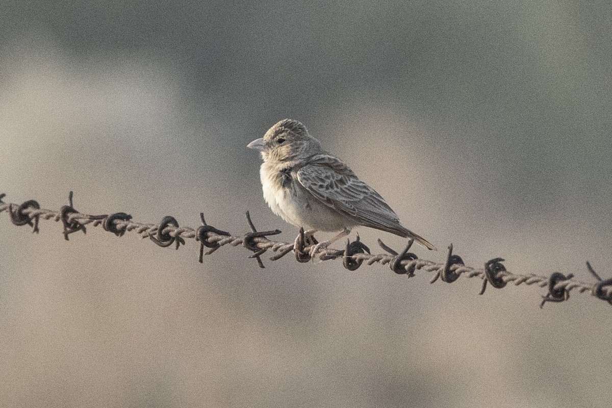 Black-crowned Sparrow-Lark - ML612979714