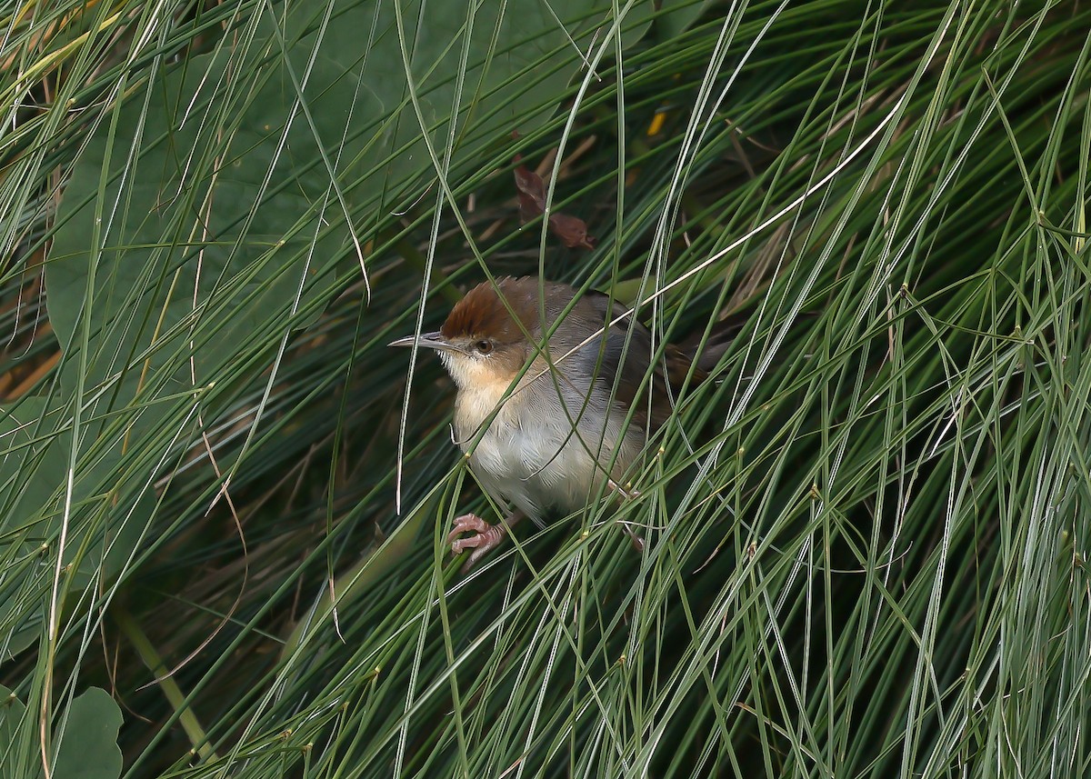 Carruthers's Cisticola - ML612979848