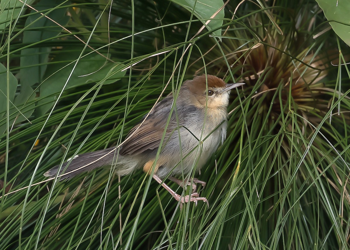 Carruthers's Cisticola - ML612979849