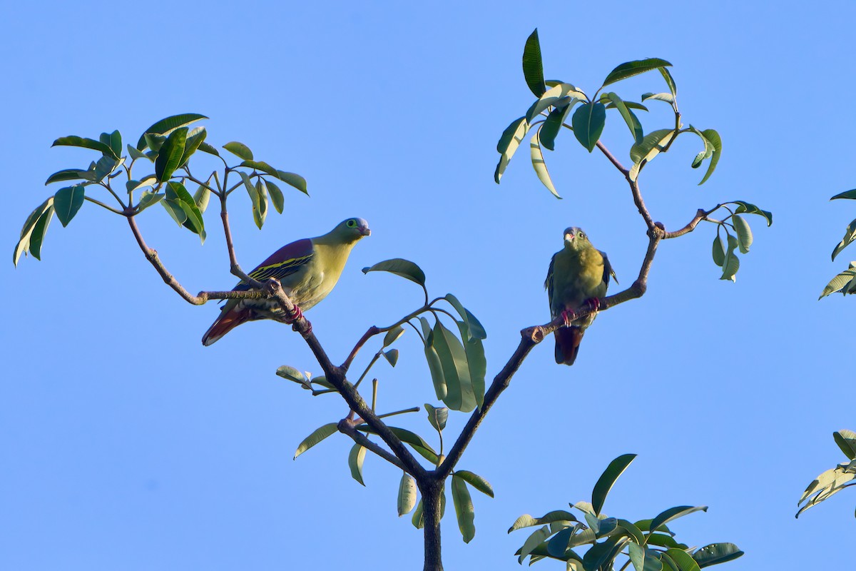 Thick-billed Green-Pigeon - ML612979927